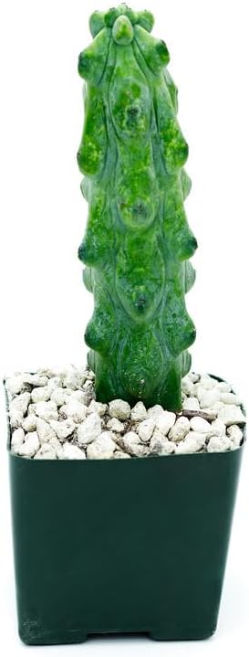 Boobie Cactus Myrtillocactus Geometrizans – Plantas suculentas raras vivas – Plantas de interior maduras para amantes de las plantas y