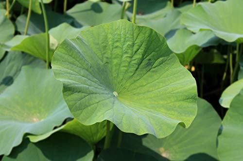 Té de hoja de loto 60-bolsitas de té (3.5oz)