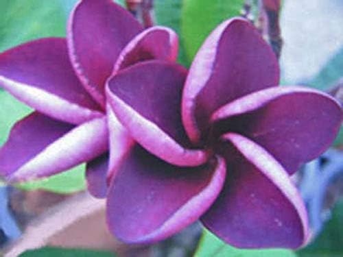 5 Semillas de Plumeria Púrpura Plantas Semillas de Flor Flores Perennes Jardín Bloomn