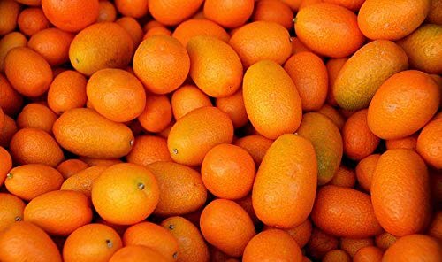 Kejora Kumquats frescos 2 LB