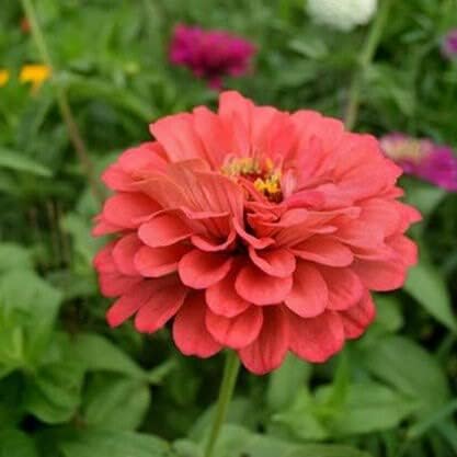 TomorrowSeeds – Coral Beauty – Semillas de zinnia – Paquete de 600 unidades – para 2024 sin OMG Estados Unidos, jardín, flores gigantes, salmón