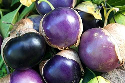 Semillas de tomatillo morado para plantar más de 50 semillas para plantar semillas de jamberry de tomate de cáscara mexicana sin OMG