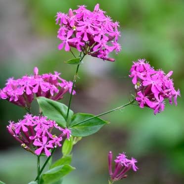 Semillas de flores Catchfly para plantar, más de 3000 semillas por paquete, semillas de jardín de Isla (semillas de jardín de Isla), semillas sin