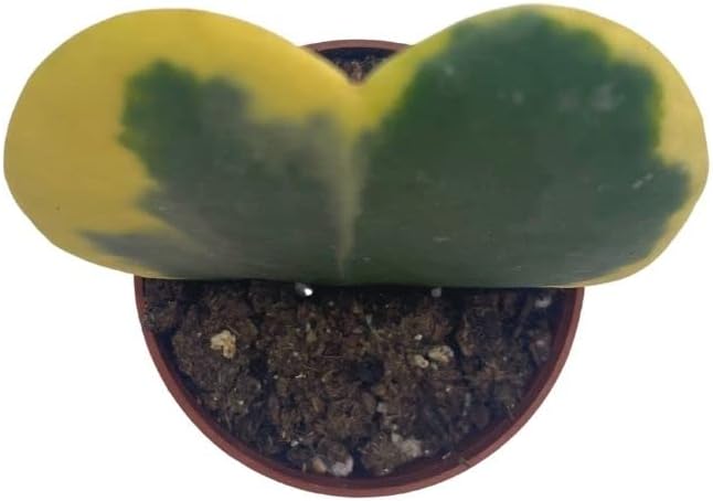 BubbleBlooms Corazón abigarrado de Hoya Kerrii en maceta de 2 pulgadas con planta para el día de la madre