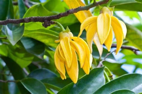 10 semillas perfumadas de Ylang-ylang