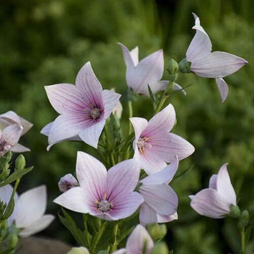 Seeds4planting – Semillas Globo Flor Mezcla Platycodon Chino Bellflower Flores Perennes