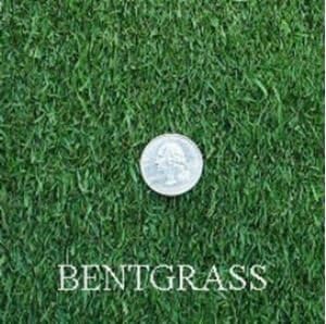 Penncross Creeping – Agrostis, 1 libra