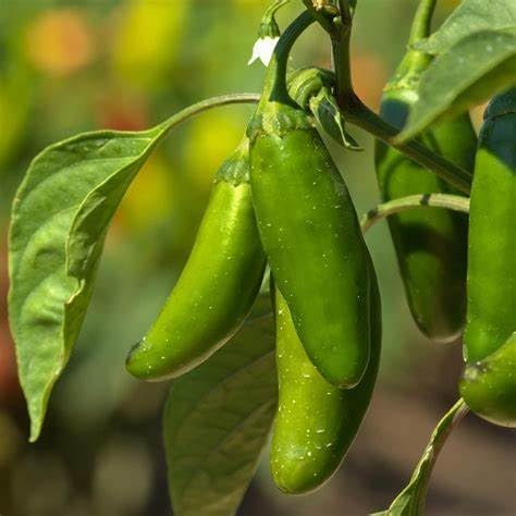 120 semillas orgánicas de pimienta de jalapeño temprano de la reliquia no transgénica vegetal de jardín a granel supervivencia