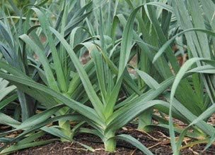 Semillas grandes de puerro con bandera estadounidense para plantar, más de 500 semillas de reliquia por paquete, semillas de jardín de Isla