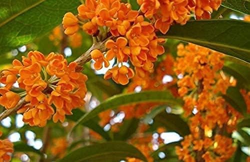100pcs Osmanthus Fragrans Sweet Olive Mix Seeds Uno de los árboles más fragantes