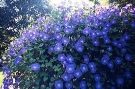 Morning Glory – Semillas tricolor de Ipomoea sin tratar con flores celestes de Seed Kingdom (60 semillas)