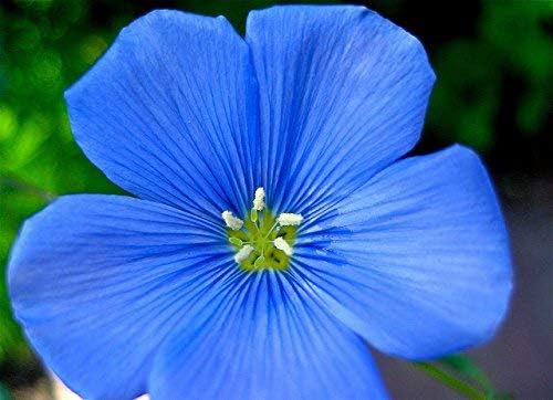 Semillas de lino azul a granel sin OMG – Linum perenne (1 libra)