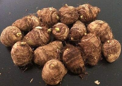 3 Bombillas Vivas Colocasia gigantea Tailandia Oreja de elefante tailandés gigante enorme hoja de taro