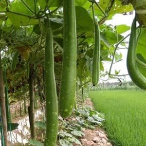 3 Tipos Calabash, Lagenaria siceraria, Melón, b’u sao Trái 30 Semillas Botella Asiática Calabash,Calabaza CortaLargoVino Calabaza NAM Tao Yai
