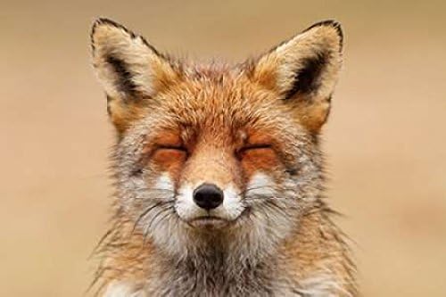 Roeselien Raimond – Póster de retrato rojo de zorro zen (12 x 18 pulgadas)