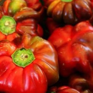 100 Pimiento Pimiento (rojo dulce PimientioItalianelleQueso, Asado, Freír Pimienta) Capiscum Annuum 100 Pimiento Pimiento (rojo dulce PimientioItalianelleQueso, Asado, Freír Pimienta) Capiscum Annuum