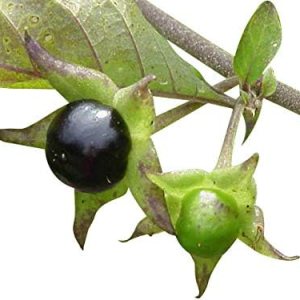 Nuevas semillas frescas de plantas Atropa Belladonna 50pcs Generic Nuevas semillas frescas de plantas Atropa Belladonna 50pcs Generic