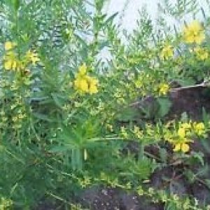 Nuevas semillas de flores frescas de Heimia Salicifolia amarillas 100pcs Generic Nuevas semillas de flores frescas de Heimia Salicifolia amarillas 100pcs Generic