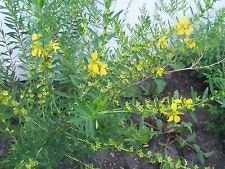 Nuevas semillas de flores frescas de Heimia Salicifolia amarillas 100pcs Generic