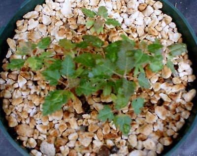 2 semillas de planta boswellia Sacra