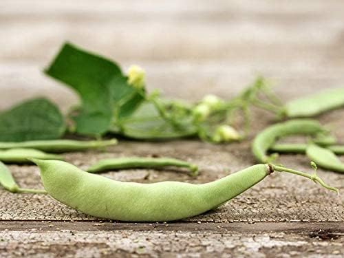 Semillas de frijol italiano Roma II para plantar, más de 30 semillas de reliquia por paquete, semillas de jardín de Isla (semillas de jardín de