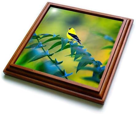 3dRose Yellow and Black Bird Sitting on tren Limb – Trivets (trv_341541_1)