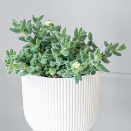 Delosperma echinatum – Planta viva para interior  Diferentes plantas de interior en maceta de 4 y 6 pulgadas  Decoración de planta de casa real para