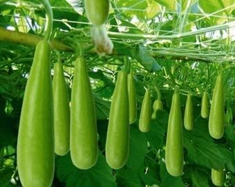 3 Tipos Calabash, Lagenaria siceraria, Melón, b’u sao Trái 30 Semillas Botella Asiática Calabash,Calabaza CortaLargoVino Calabaza NAM Tao Yai