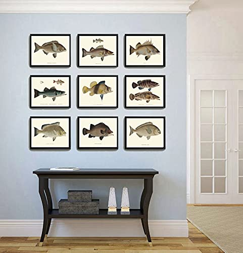 Fish Wall Art Print Set of 9 Prints Beautiful Vintage Antique Lake River Cottage Farmhouse Home Room Decor Wall Art Unframed Fj (8×10)