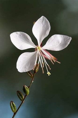 100 MARIPOSAS BLANCA Gaura Lindheimeri Semillas de flores