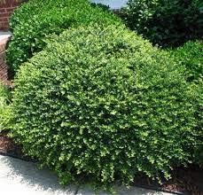 Helleri – Arbusto de acebo  3 plantas vivas I Ilex Cornutal  Árbol de hoja perenne compacto ideal para bordes bajos, jardines formales y