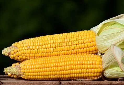 Trucker’s Favorite – Semillas de maíz amarillas para plantar 80 semillas de reliquia no transgénica para jardín, vegetales, a granel, supervivencia,
