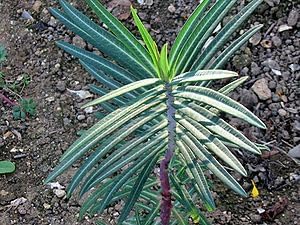 Nuevas semillas frescas de plantas Euphorbia lathyris 100pcs Generic
