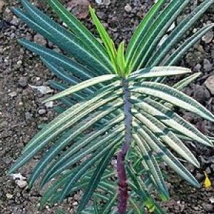 Nuevas semillas frescas de plantas Euphorbia lathyris 100pcs Generic Nuevas semillas frescas de plantas Euphorbia lathyris 100pcs Generic