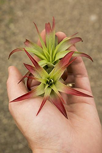 Air Plant Tillandsia Paquete de 2 Brachycaulos Red (2-3 pulgadas) Enhanced Garden in the City (cultivado y enviado desde California)
