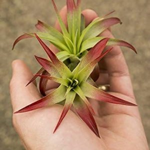 Air Plant Tillandsia Paquete de 2 Brachycaulos Red (2-3 pulgadas) Enhanced Garden in the City (cultivado y enviado desde California) Air Plant Tillandsia Paquete de 2 Brachycaulos Red (2-3 pulgadas) Enhanced Garden in the City (cultivado y enviado desde California)