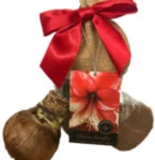Amaryllis – Kit de cultivo de regalo navideño, incluye una atractiva maceta de lata blanca, una bombilla de gran carisma y un medio de cultivo