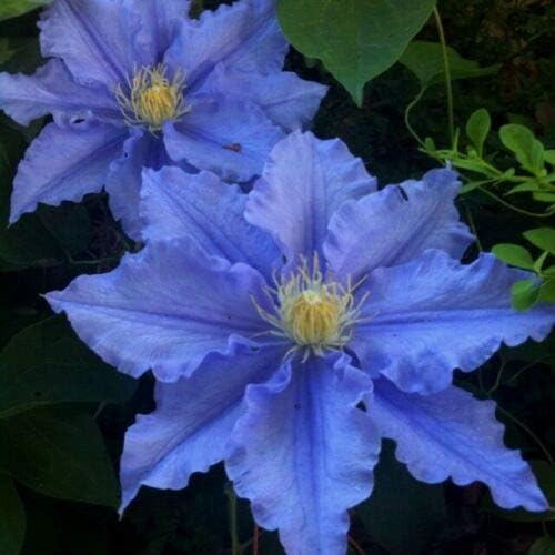 50 Semillas Clematis Azul Floración Escalada Flores Perennes Semilla Flor Vid Escalada Perenne