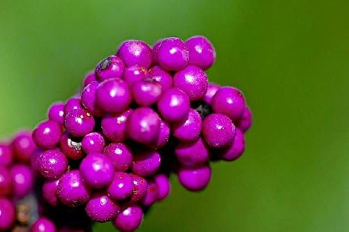 Callicarpa Americana Beautyberry Exótico Florida Native Fruit Bird Seed 30 Semillas