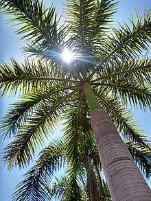 Royal Palm Tree Seeds, Roystonea Regia, también conocida como CubanFlorida Royal Palm, 20 semillas de árbol de alta calidad, palmera exótica,