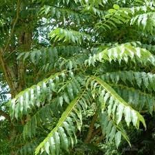 Nuevas semillas de árbol Toona Sinensis frescas 100pcs Generic