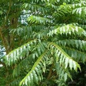 Nuevas semillas de árbol Toona Sinensis frescas 100pcs Generic Nuevas semillas de árbol Toona Sinensis frescas 100pcs Generic