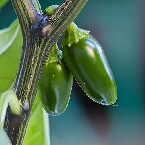 Pepper Joe’s Semillas de pimiento jalapeño  Paquete de 10 semillas exclusivas de pimienta tradicional  Cultivadas en Estados Unidos  Semillas de