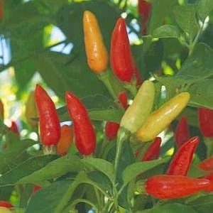 Seed Kingdom – Semillas de verduras de gran reliquia de Tabasco Pepper Hot (100 semillas) Seed Kingdom – Semillas de verduras de gran reliquia de Tabasco Pepper Hot (100 semillas)