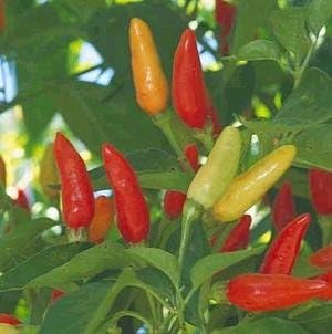 Pepper Hot Tabasco Great Heirloom Vegetable by Seed Kingdom Bulk 1,200 Semillas