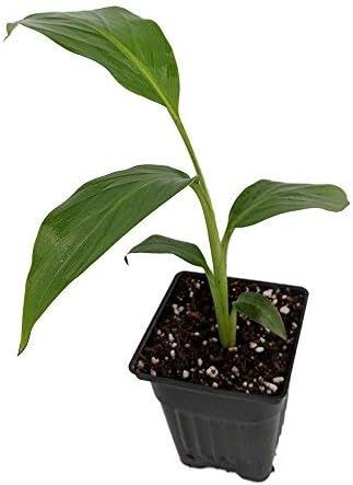 9GreenBox Planta de plátano Basjoo resistente al invierno – Musa – Maceta de 4 pulgadas