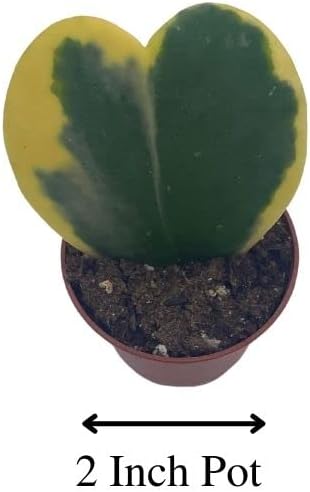 BubbleBlooms Corazón abigarrado de Hoya Kerrii en maceta de 2 pulgadas con planta para el día de la madre