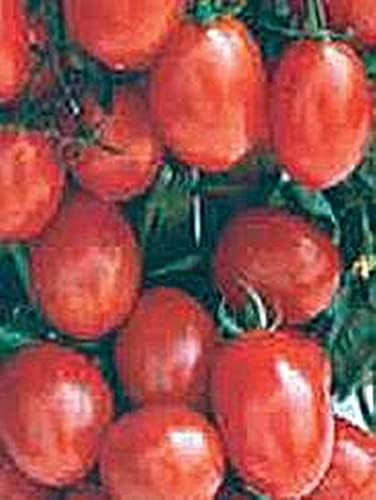 Una semilla de tomate Grappoli Corbarino