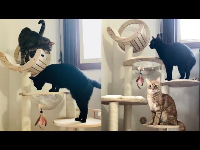 Bloque de construcción de 56.3 pulgadas, árbol para gatos, torre de madera extra grande, condominio estable de varios niveles para gatos grandes,
