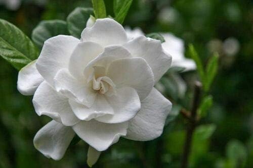 White Gardenia – Semillas de flor  perenne de larga duración  jardín o interior jocad (más de 15 semillas)